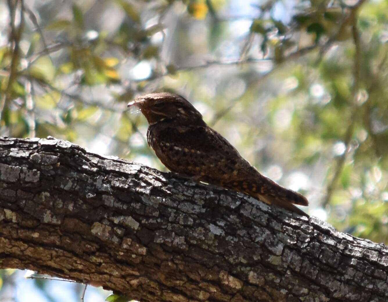 صورة Antrostomus carolinensis (Gmelin & JF 1789)