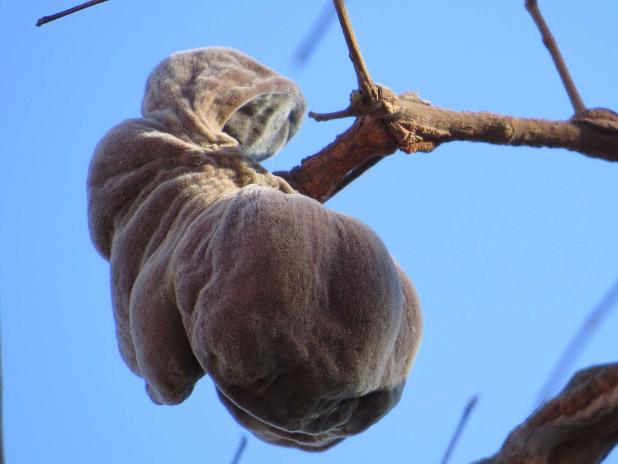 Imagem de Enterolobium gummiferum (Mart.) J. F. Macbr.