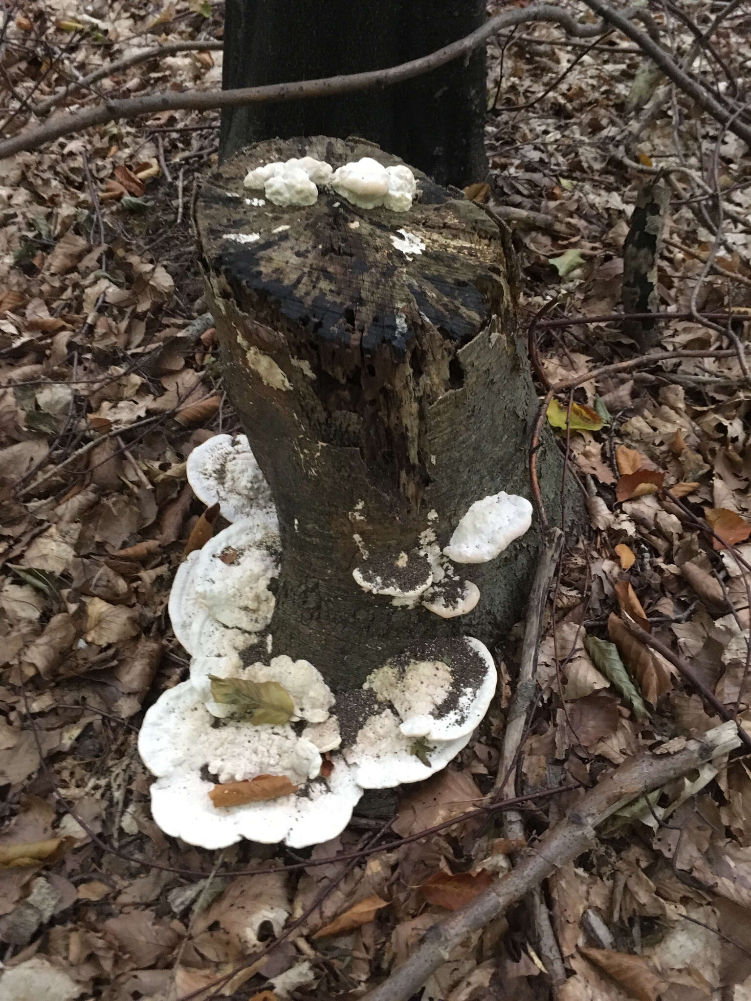 Image of Trametes gibbosa (Pers.) Fr. 1838