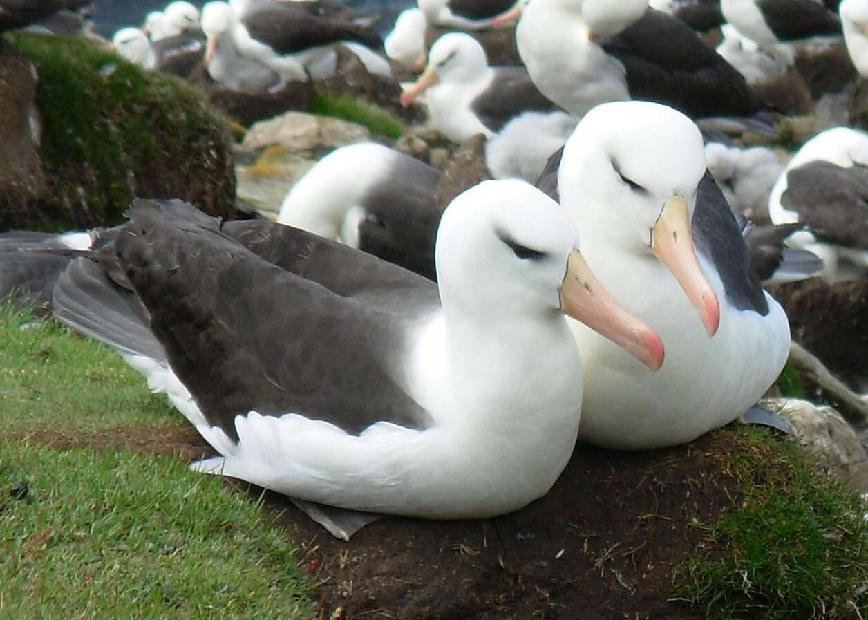 صورة Thalassarche melanophris melanophris