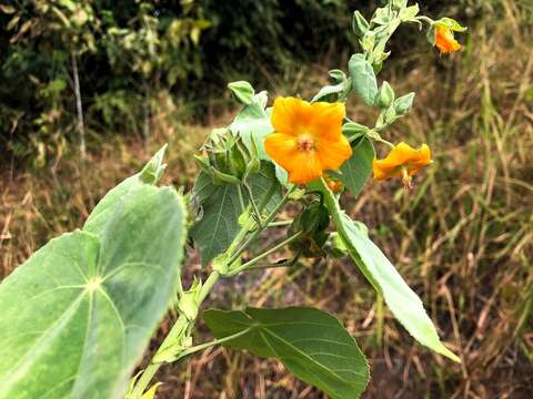 Image of Asian Indian-Mallow