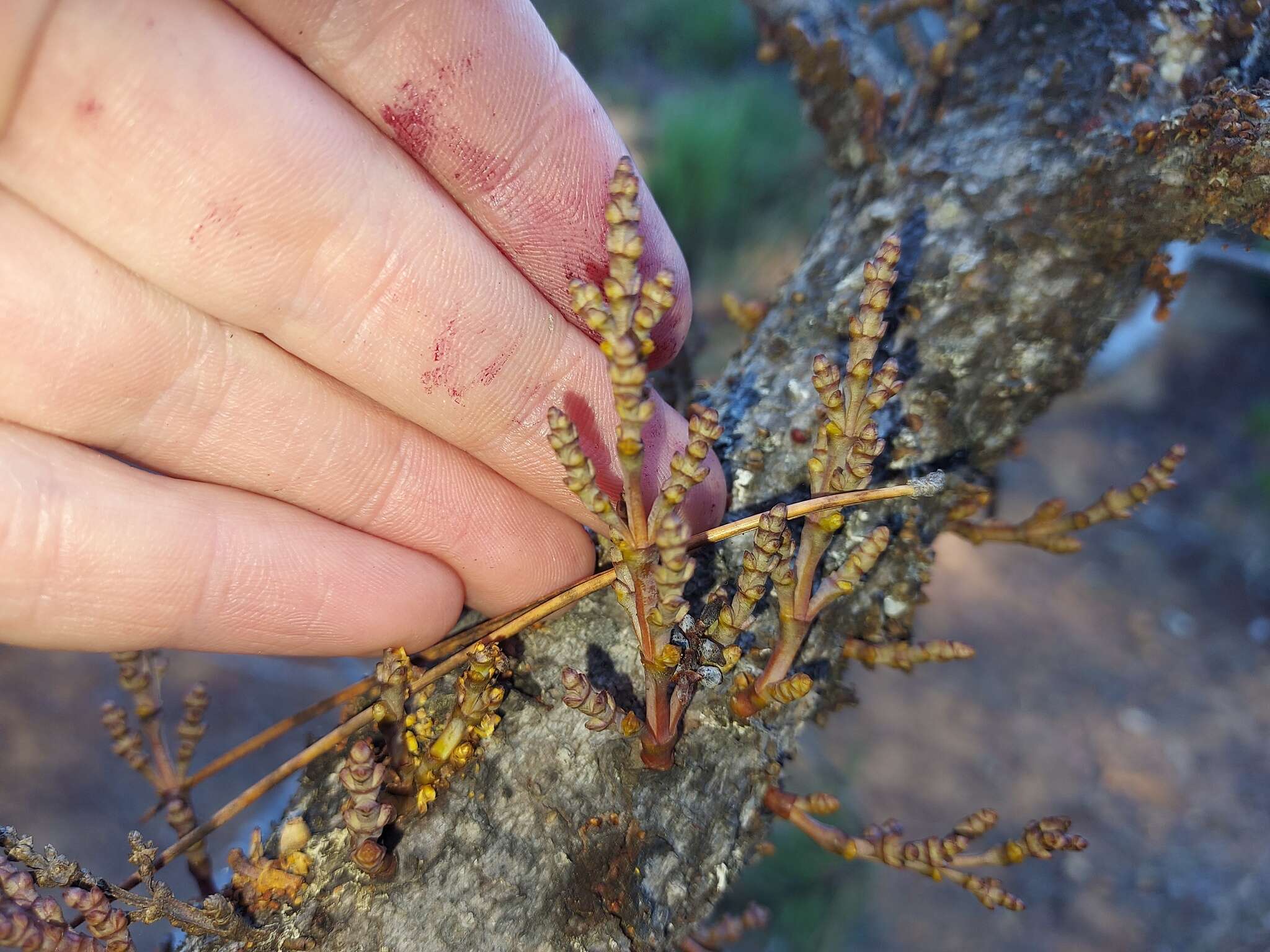 Image of coastal dwarf mistletoe