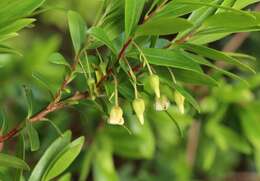 Imagem de Diospyros glabra (L.) De Winter