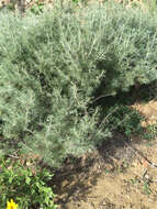 Image of coastal sagebrush