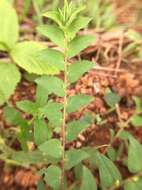 Image of Crotalaria hebecarpa (DC.) Rudd