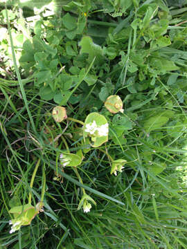 Image of miner's lettuce