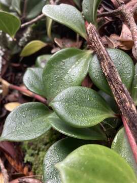 Image of peperomia