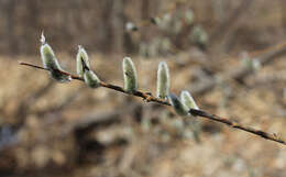 Image of rose-gold pussy willow