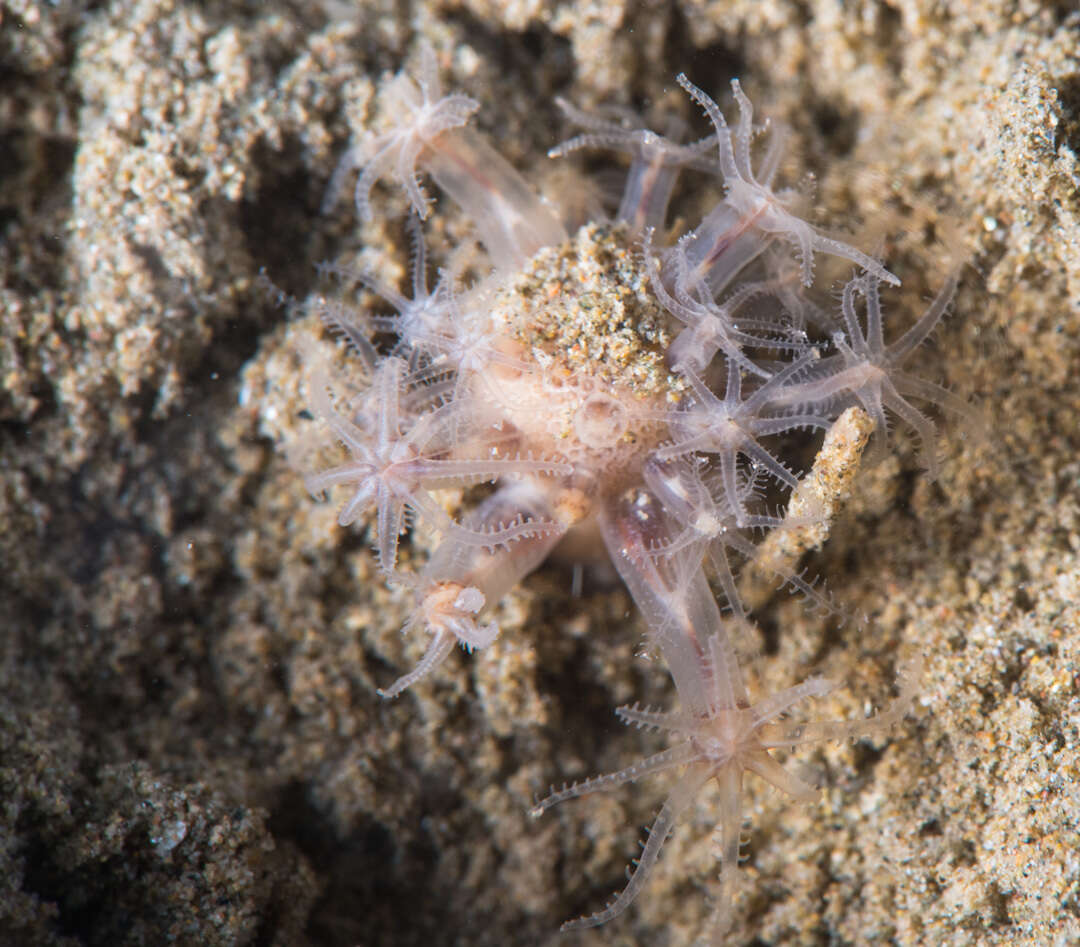 Image of Cavernularia pusilla (Philippi 1835)