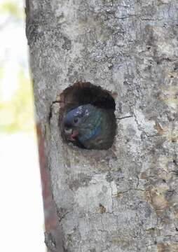 Image of Red-billed Parrot