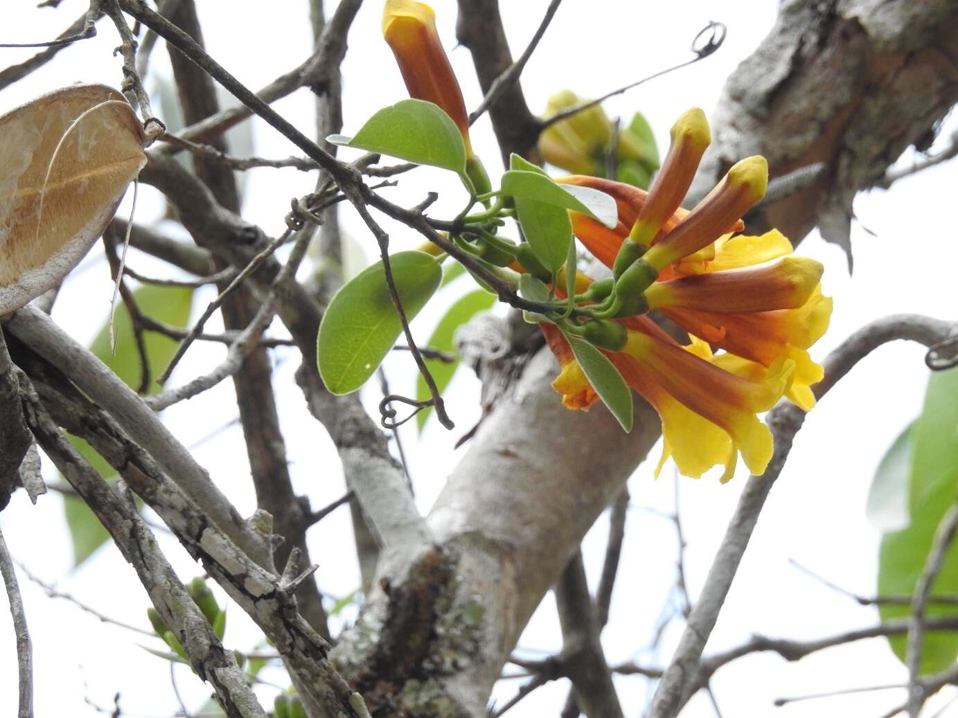 Image of Anemopaegma chrysanthum Dugand