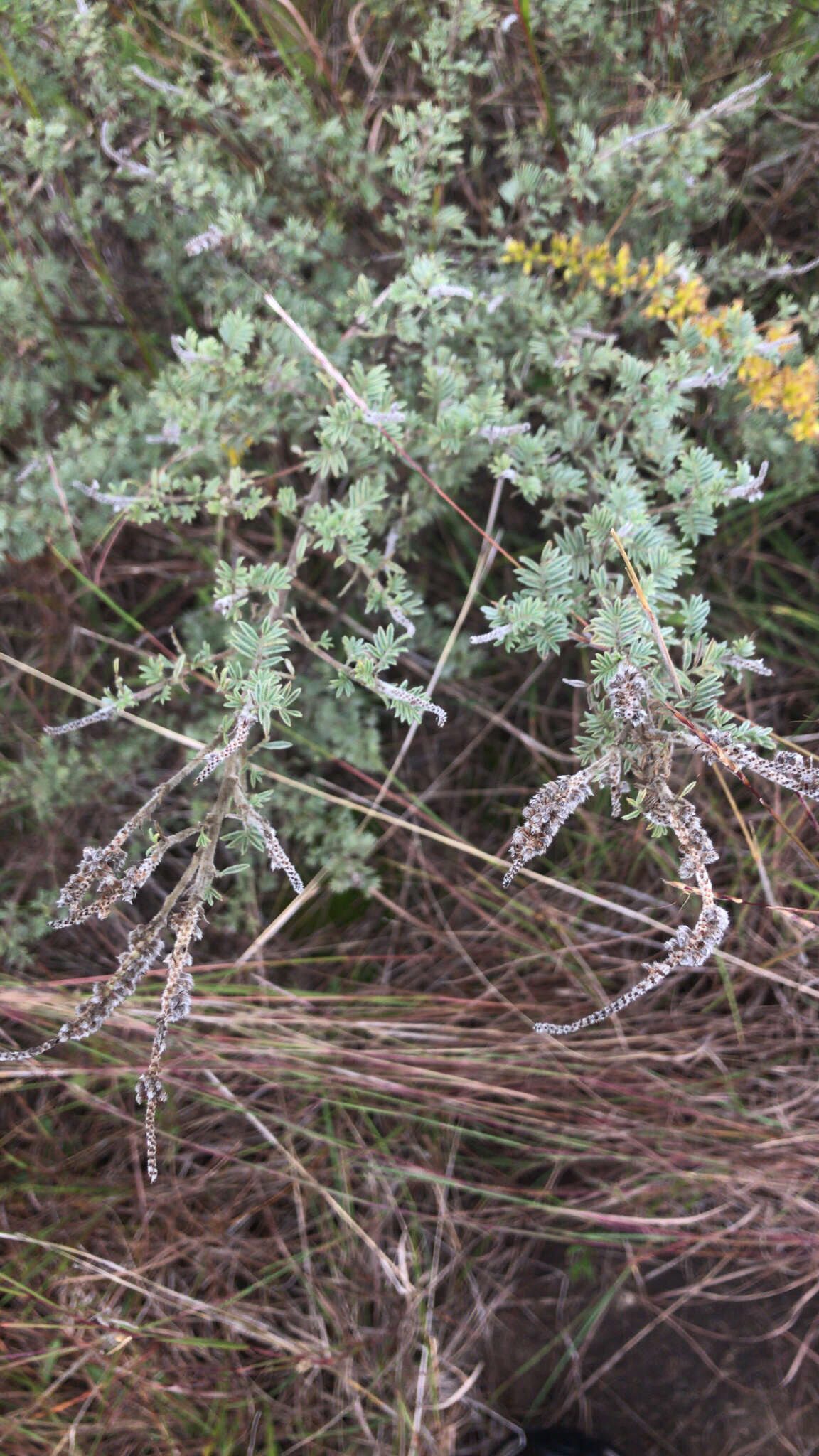 Image of silky prairie clover