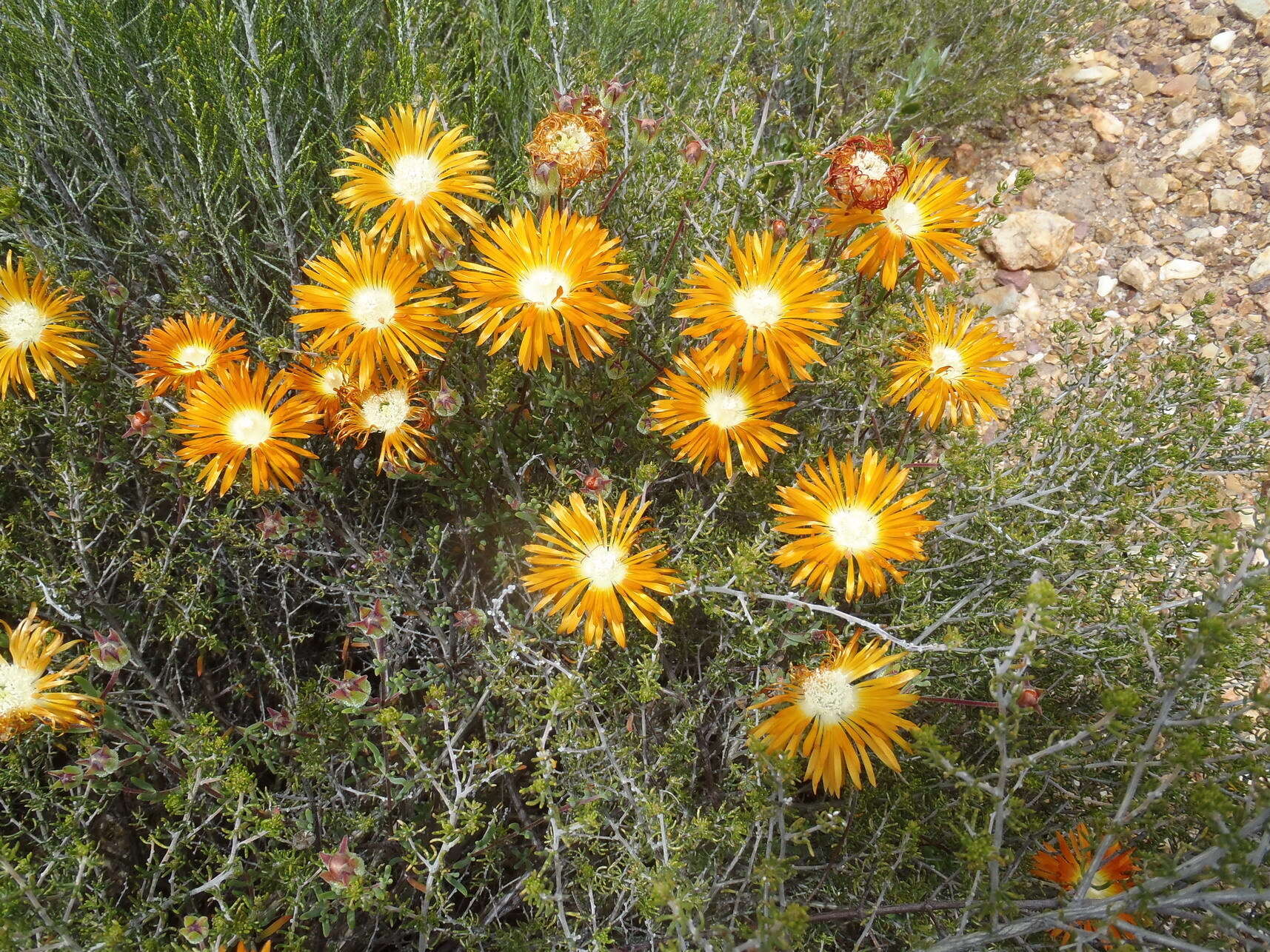 Imagem de Drosanthemum bicolor L. Bol.