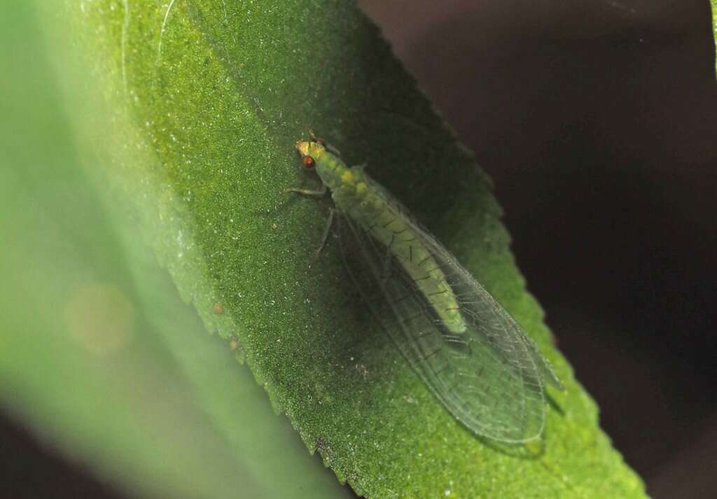 Image of Plesiochrysa