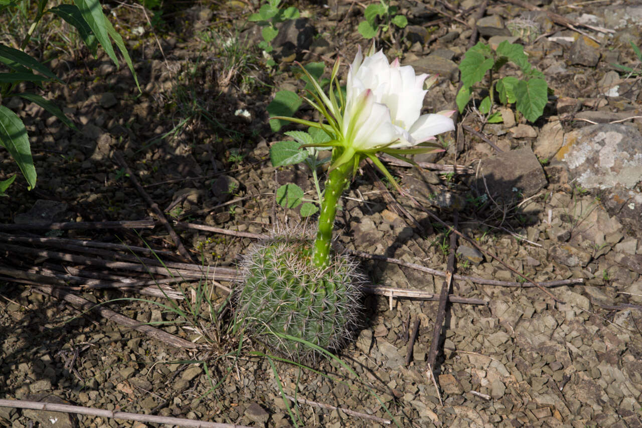 Echinopsis mamillosa Gürke resmi