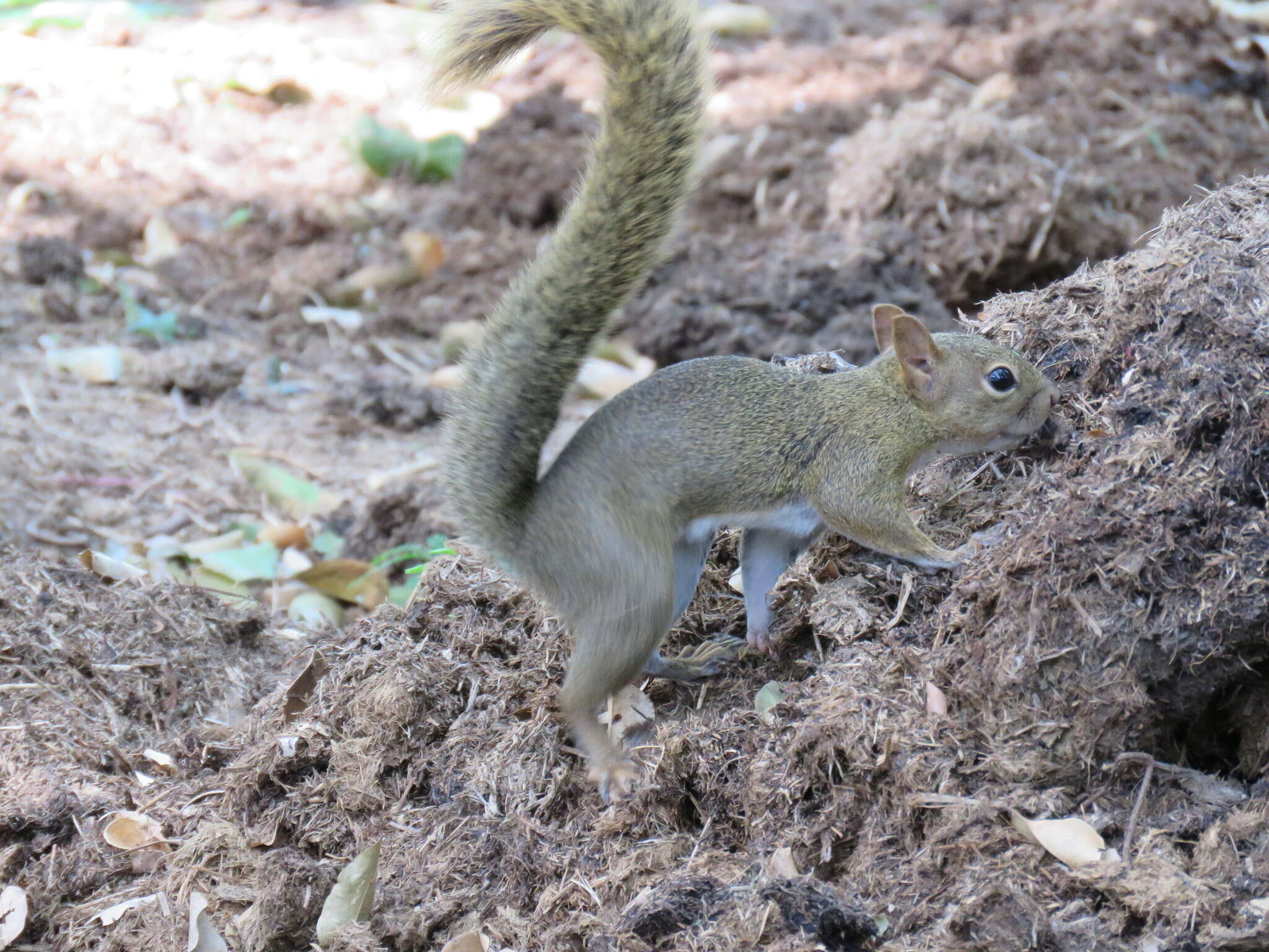 Image of Bolivian Squirrel