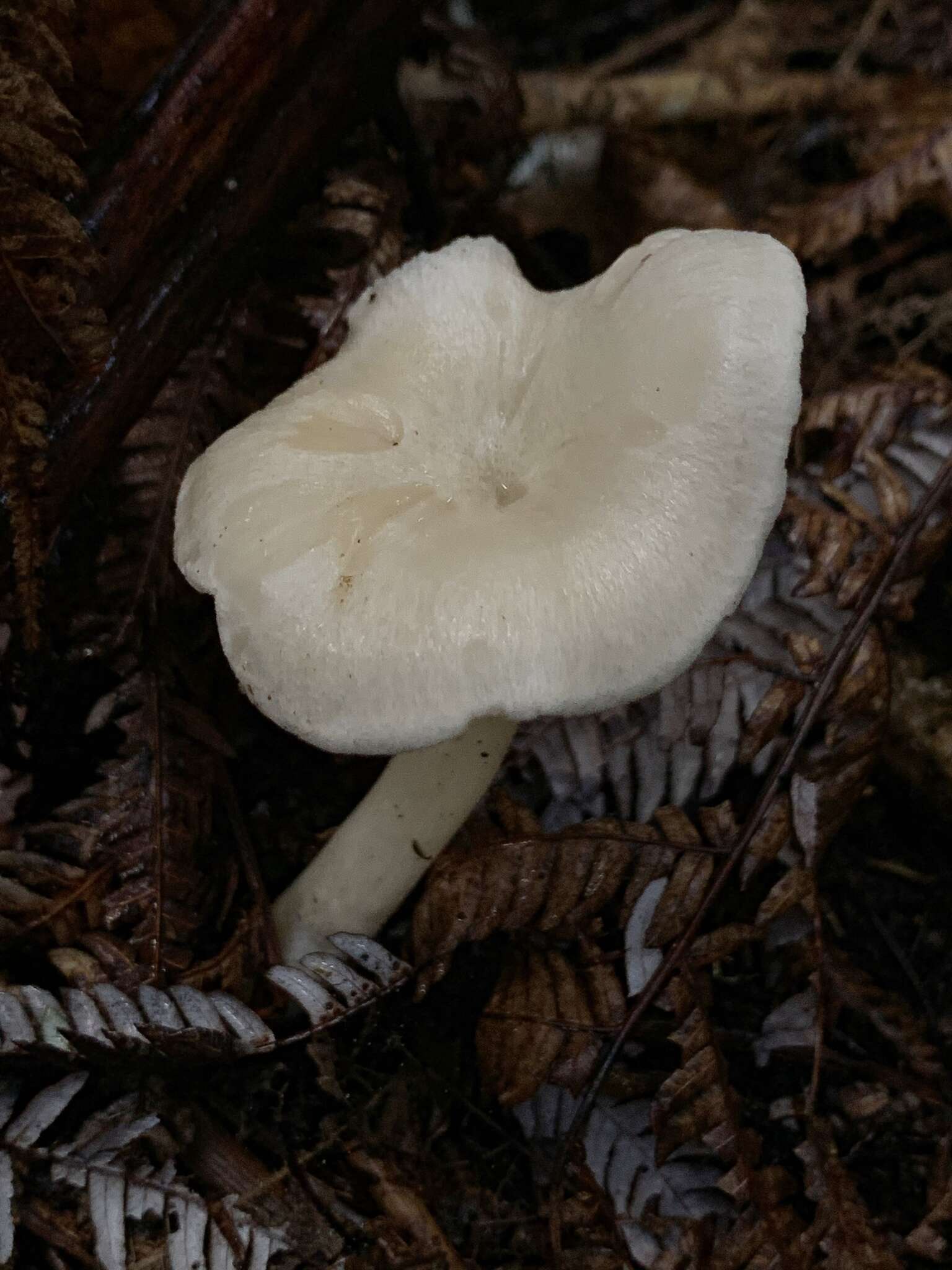 Image of Entoloma peralbidum E. Horak 1973