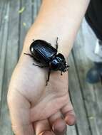 Image of Triceratops Beetle