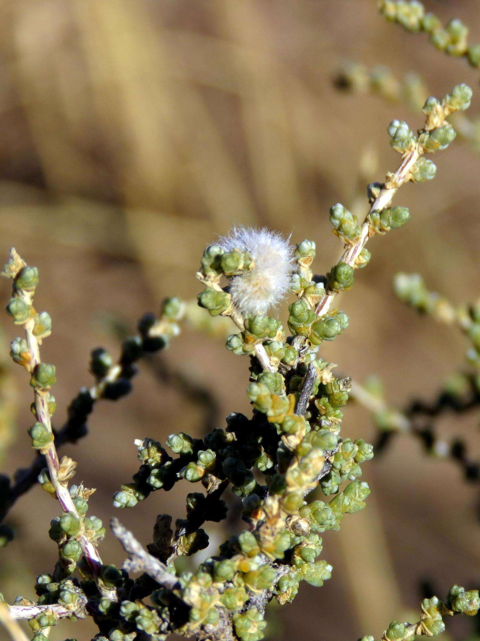 صورة Caroxylon dealatum (Botsch.) Mucina