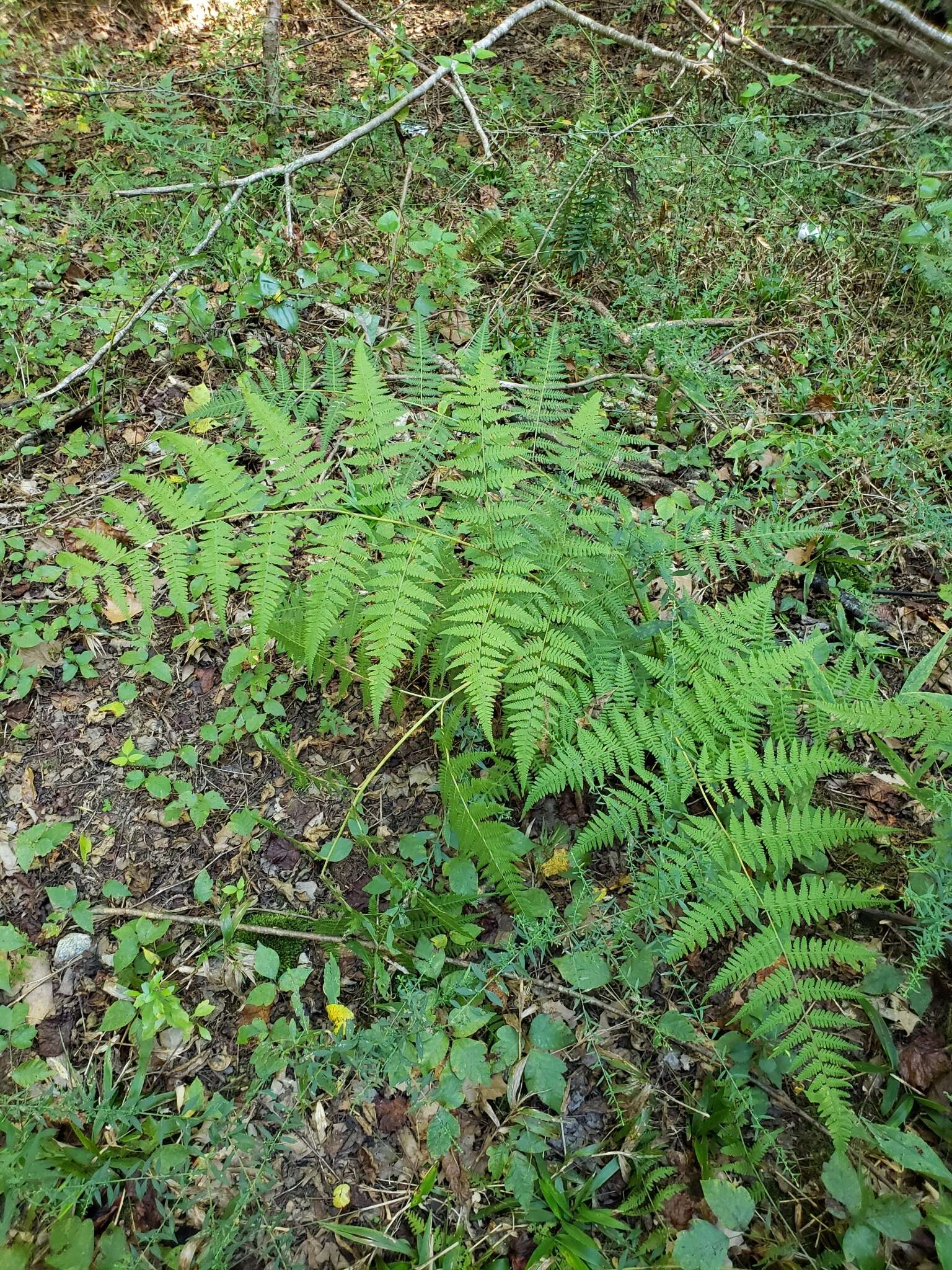 Image of swordfern