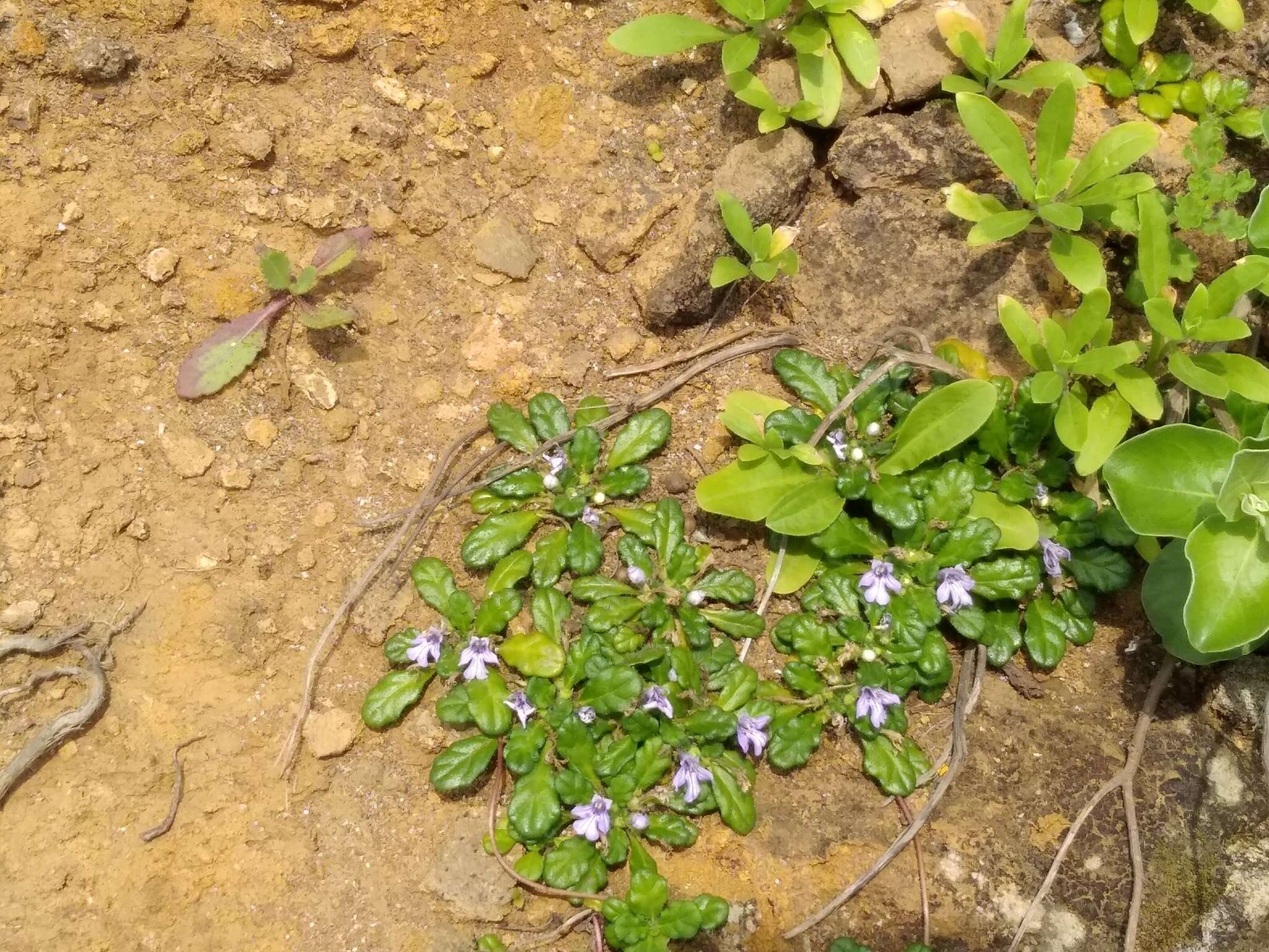 Слика од Ajuga pygmaea A. Gray