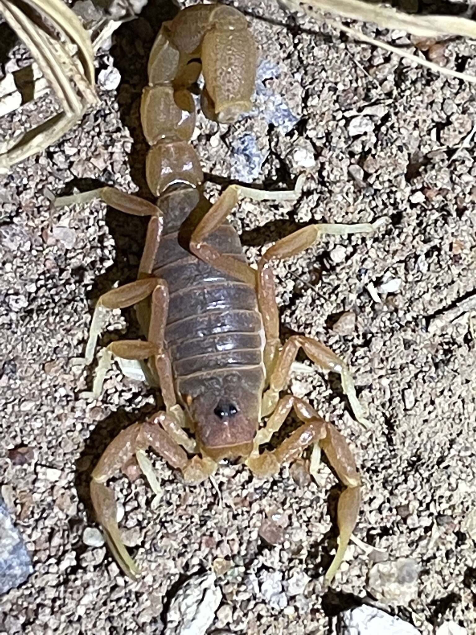 Sivun Parabuthus pallidus Pocock 1895 kuva