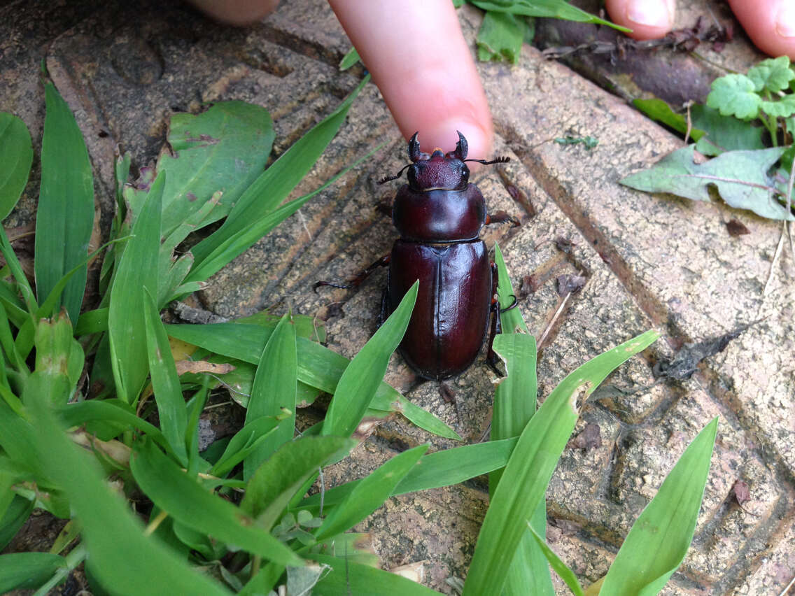 Lucanus (Pseudolucanus) capreolus (Linnaeus 1763)的圖片