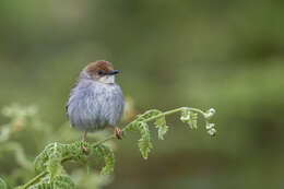 Image of Hunter's Cisticola