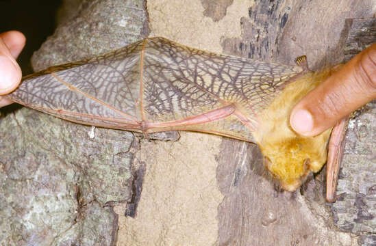 Image of Butterfly Bat