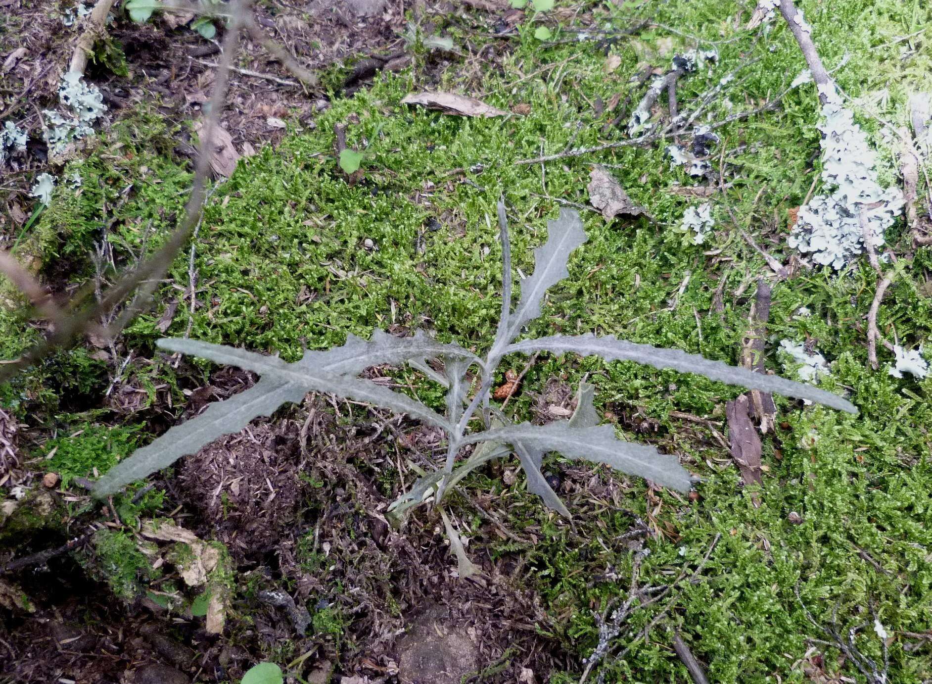 Image of Erechtites diversifolia Petrie.