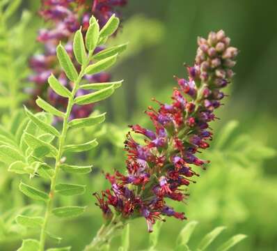 Image of dwarf false indigo