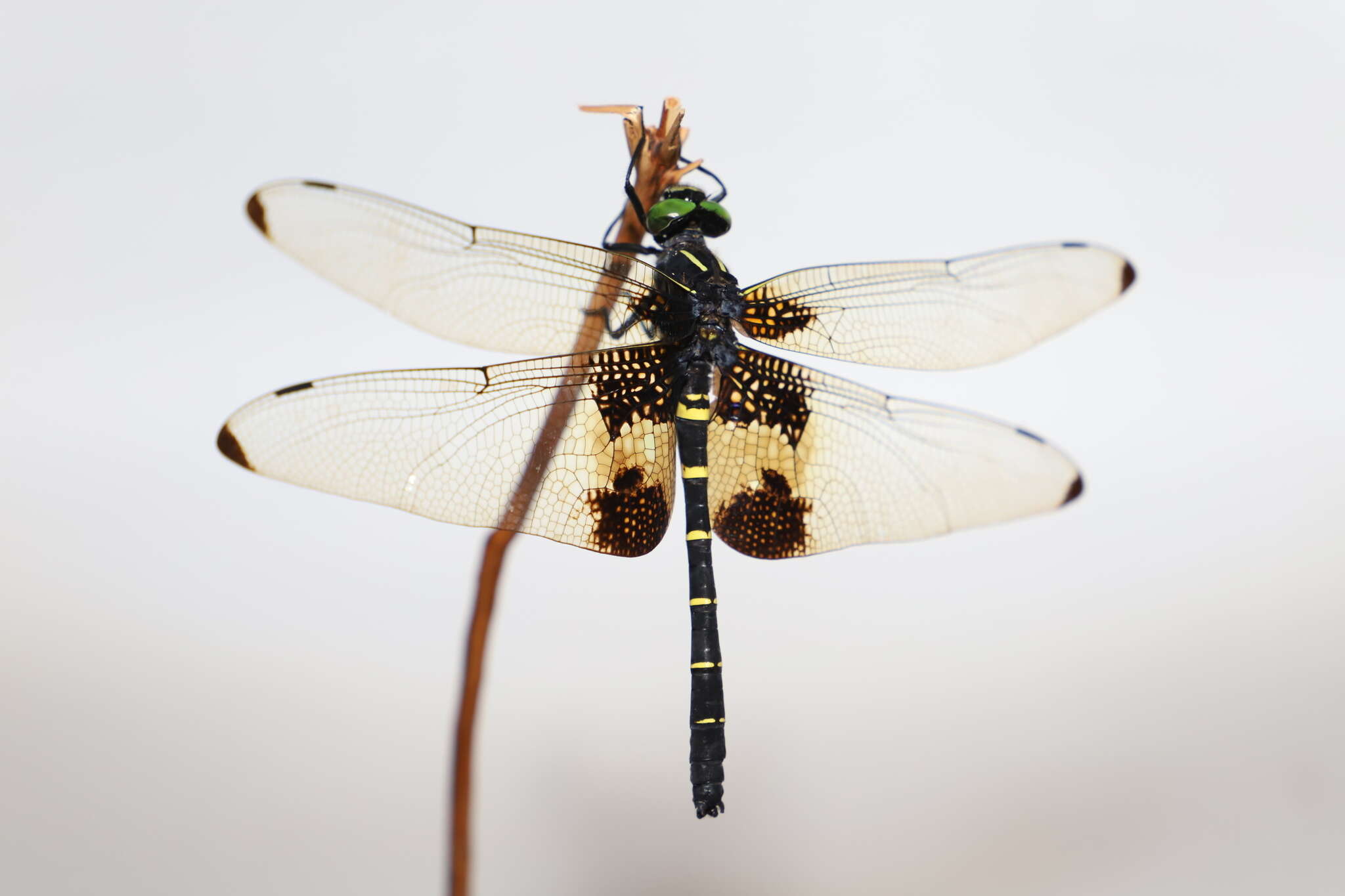 Plancia ëd Chlorogomphus papilio Ris 1927