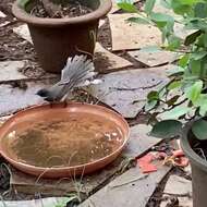 Image of White-spotted Fantail