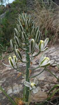 Image de Albuca batteniana Hilliard & B. L. Burtt