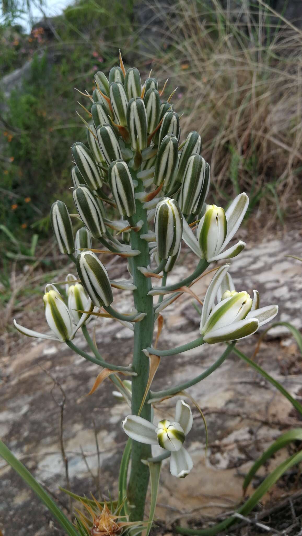 Image of Albuca batteniana Hilliard & B. L. Burtt