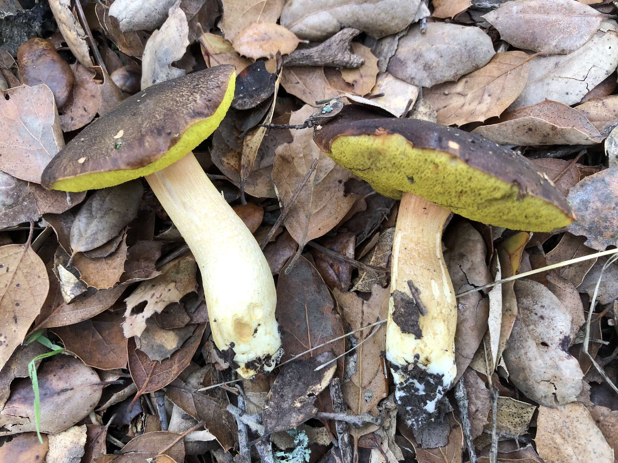 Image of Aureoboletus citriniporus (Halling) Klofac 2010