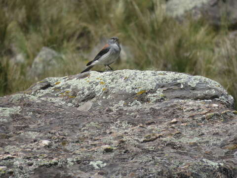 Image of Red-backed Sierra Finch