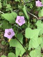 Image de Ipomoea leucantha Jacq.