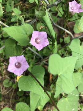 Image of whitestar morning-glory