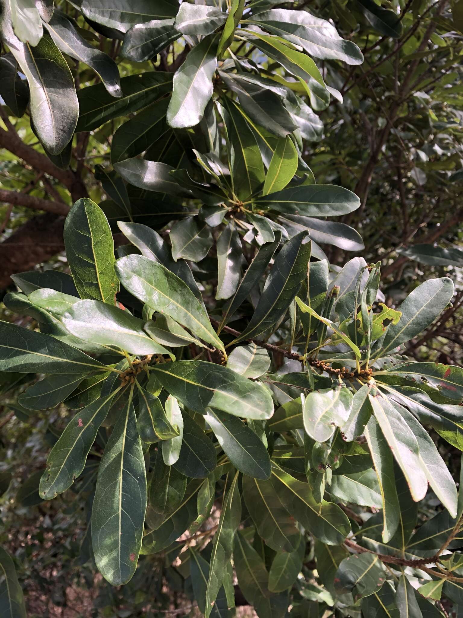 Image of red bayberry