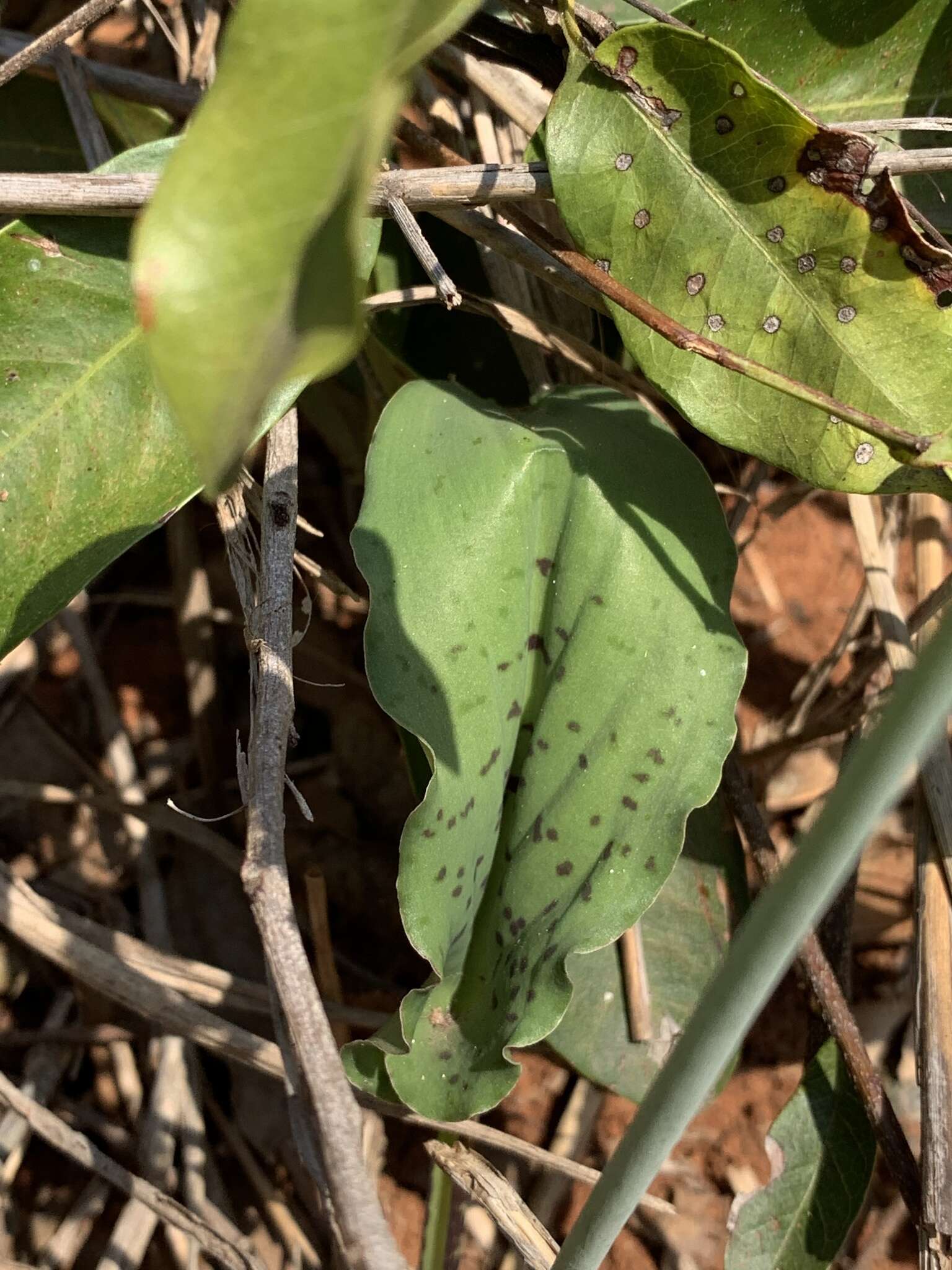 Imagem de Drimiopsis maculata Lindl. & Paxton