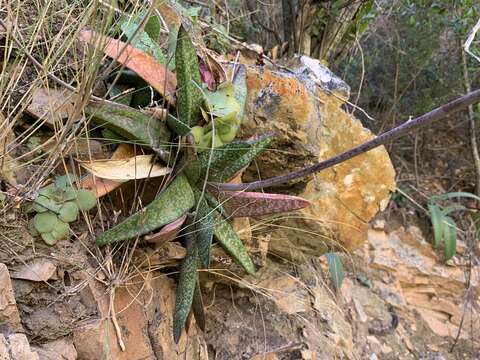 Image of Gasteria vlokii van Jaarsv.