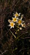 Image of common star lily