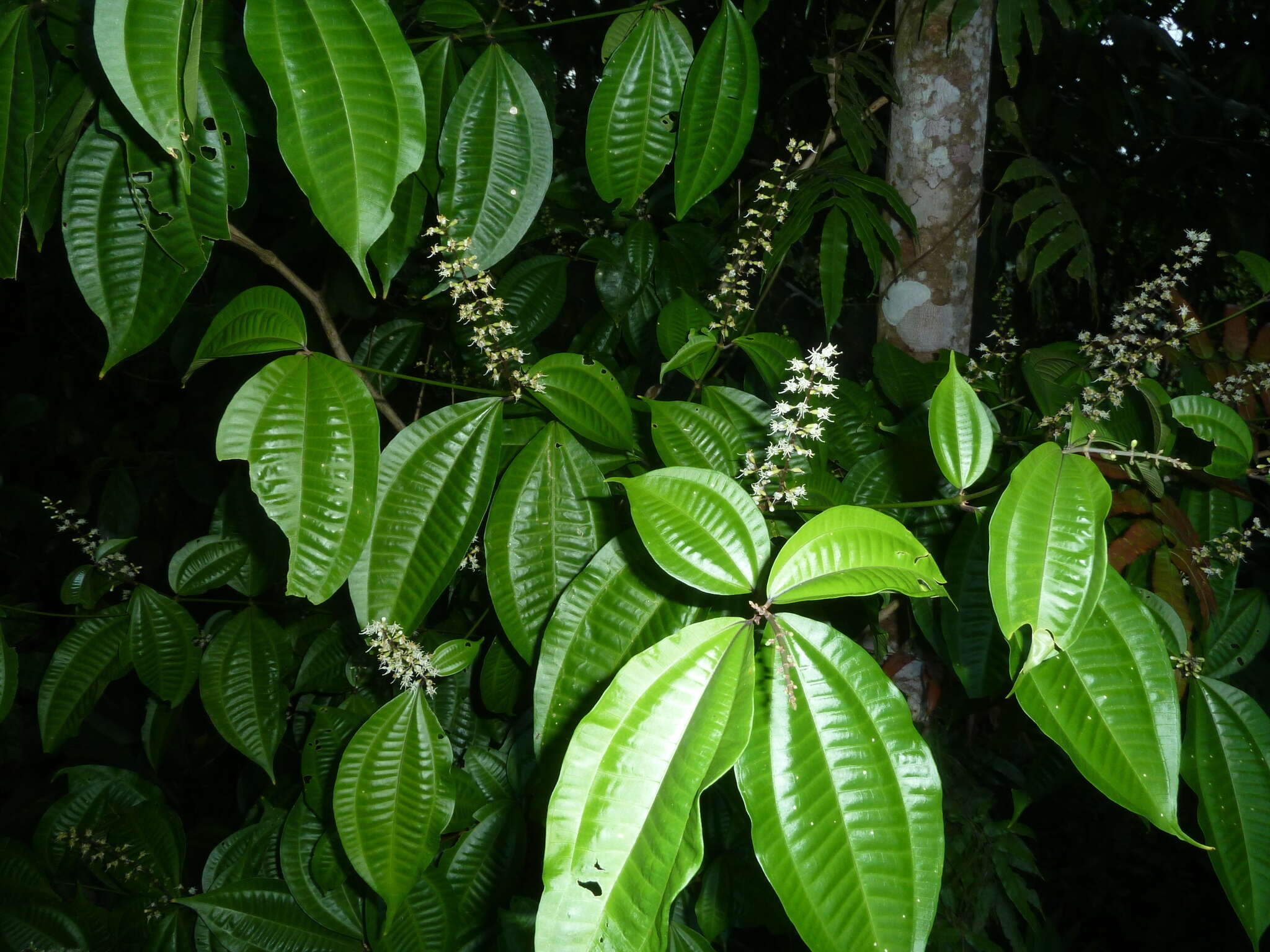 Слика од Miconia gracilis Triana