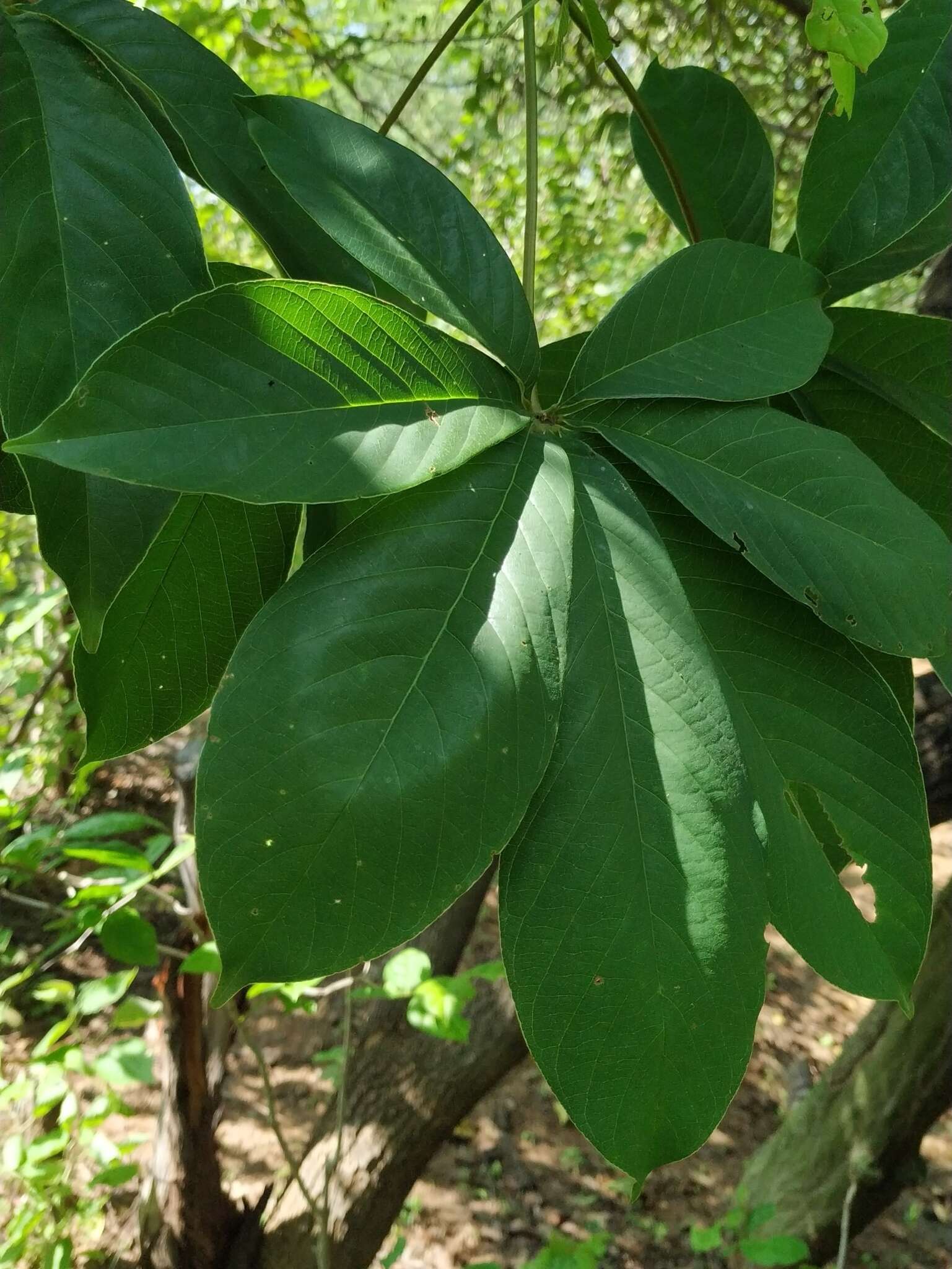 Pseudobombax marginatum (A. St.-Hil., A. Juss. & Cambess.) A. Robyns resmi