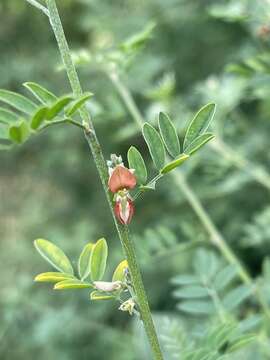 Imagem de Indigofera lupatana Baker fil.