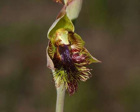 Imagem de Calochilus campestris R. Br.