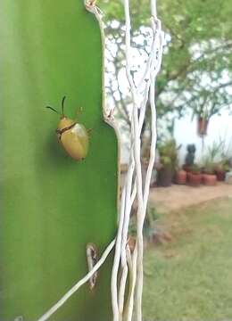 Image of Paraselenis (Spaethiechoma) flava (Linnaeus 1758)