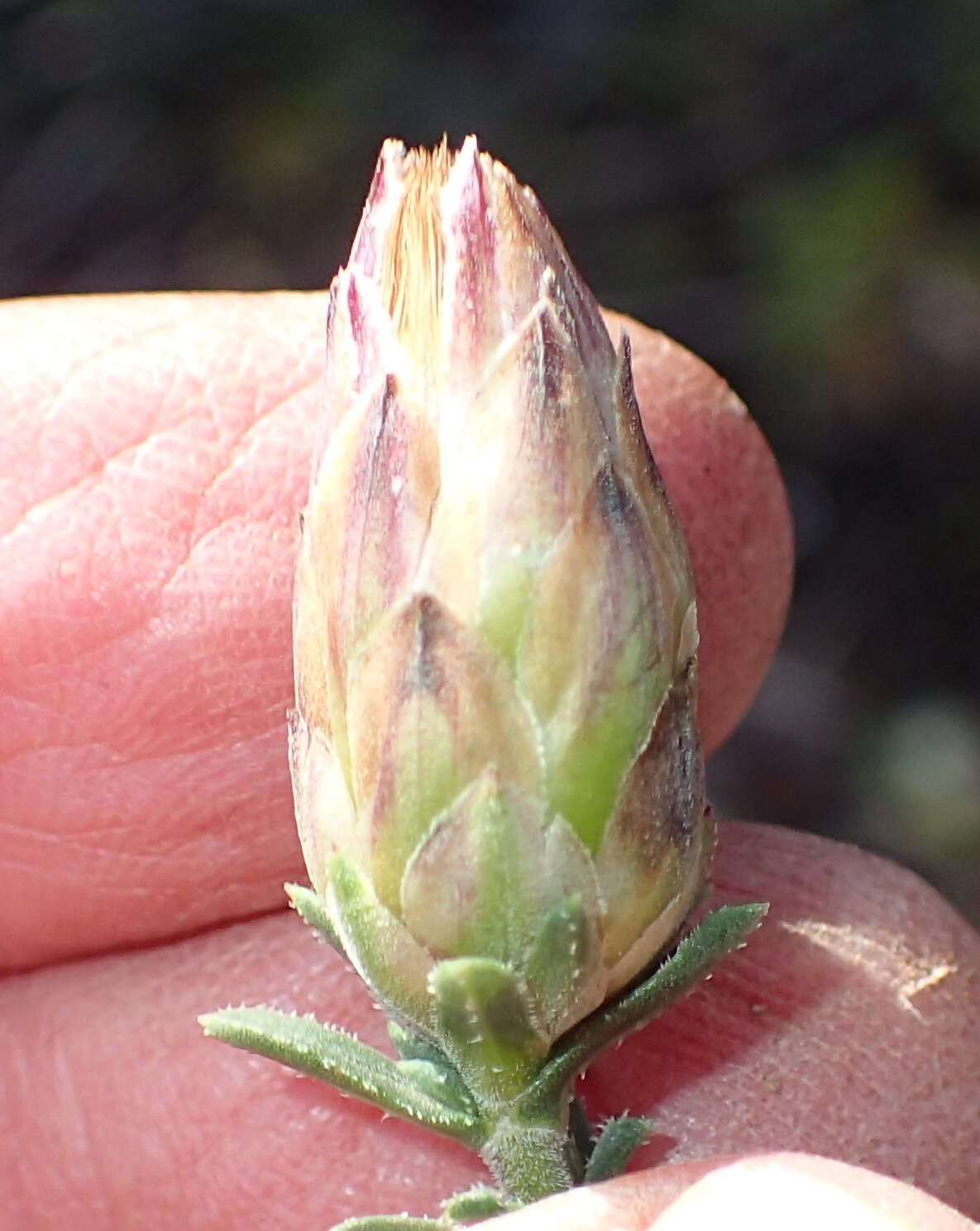 Image of Pteronia staehelinoides DC.