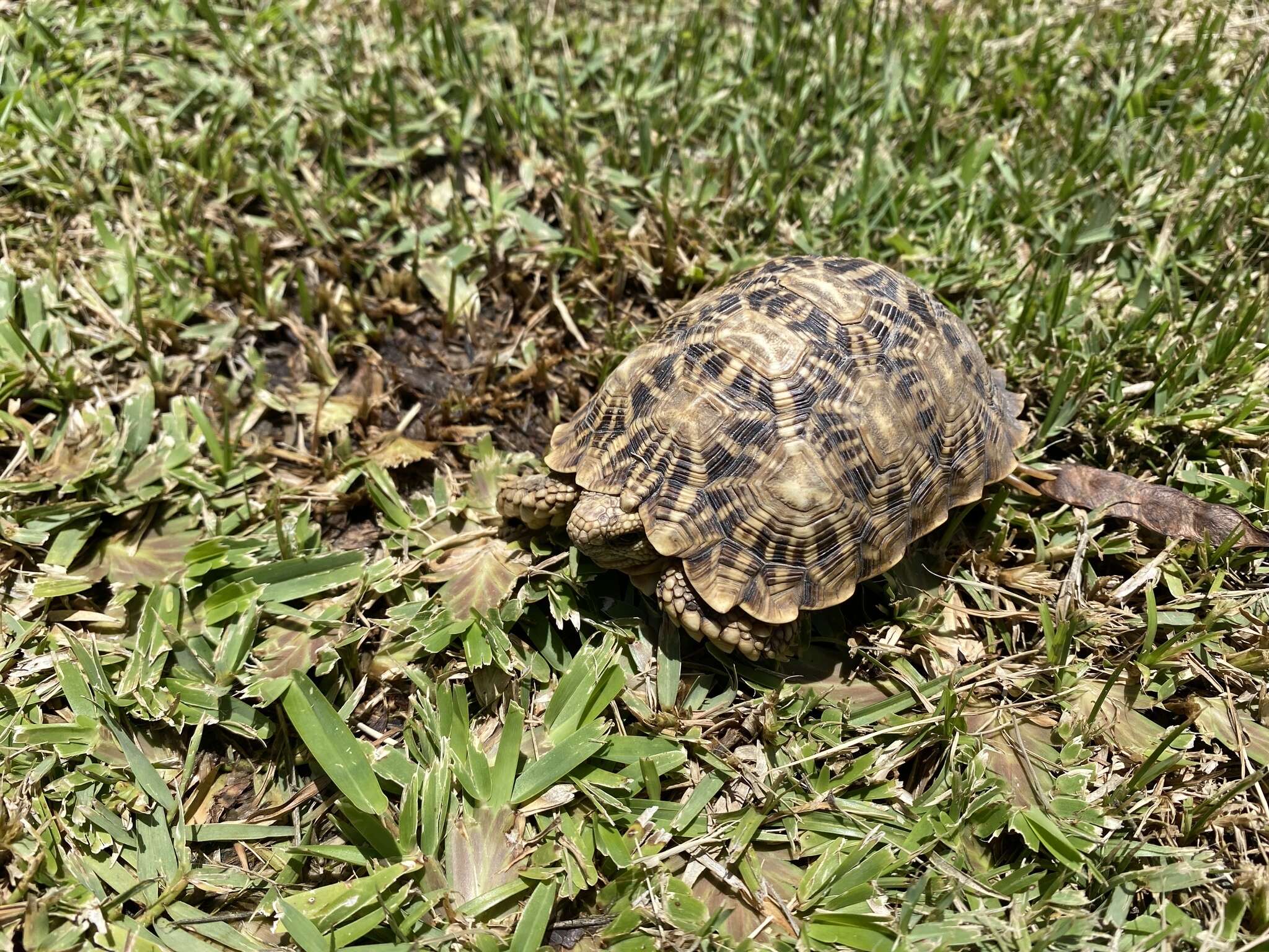 Image of Serrated Tortoise